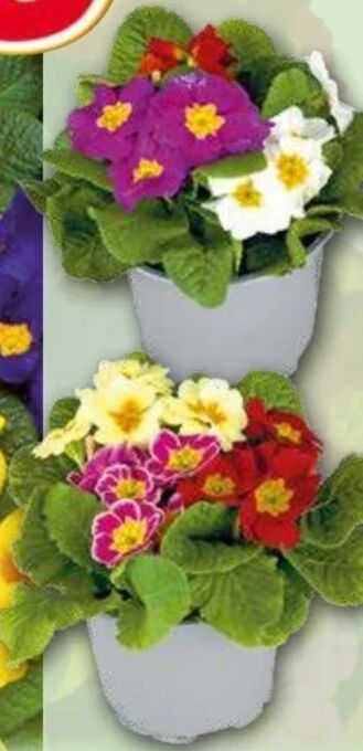 Norma Primeln trio xl Angebot