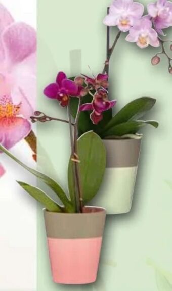 Norma Mini orchidee phalaenopsis Angebot