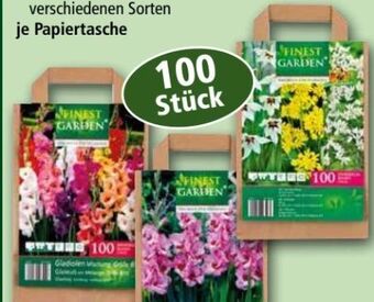 Norma Blumenzwiebeln Angebot