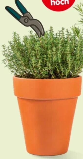 Interspar Kräuter im tontopf Angebot