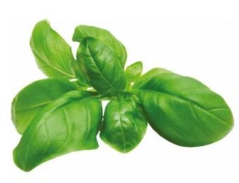Transgourmet Basilikum Angebot