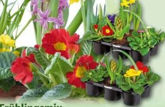 Norma Frühlingsmix Angebot