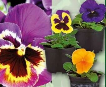 Norma Stiefmütterchen Angebot