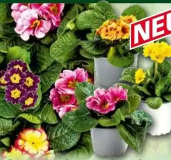 Norma Primel Angebot