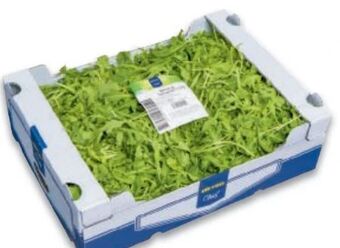 Metro Salat rucola Angebot