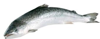 Transgourmet Lachs Angebot