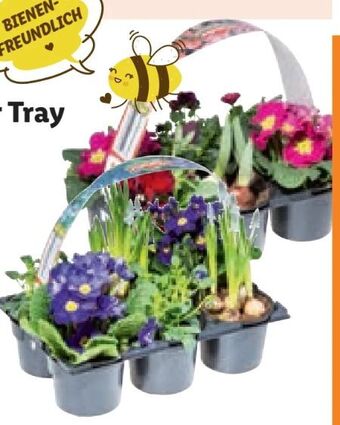 Lidl Frühlingsmix Angebot