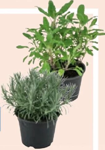 Lidl Italienische kräuter Angebot