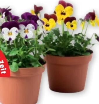 PENNY Stiefmütterchen Angebot