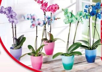 Norma Phalaenopsis royal mix Angebot