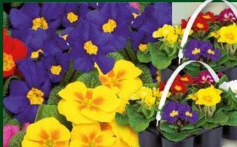 Norma Primeln Angebot