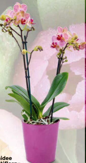 Billa Orchidee multiflora Angebot