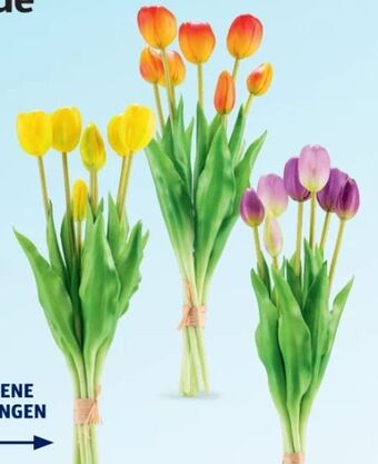 Hofer Naturgetreue tulpen Angebot