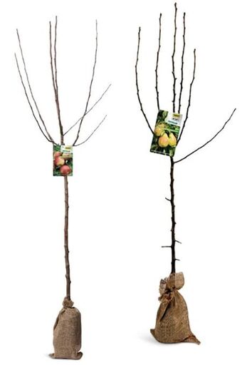 Hofer Obstbaum Angebot