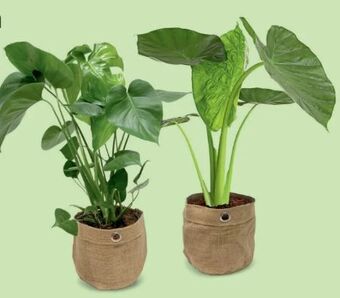 Hofer Grünpflanzen Angebot