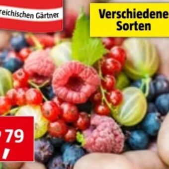 Bauhaus Beerenobst Angebot