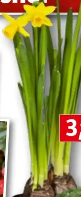 Bauhaus Narcissus tete a tete Angebot