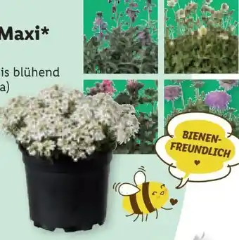 Lidl Polsterstauden maxi Angebot