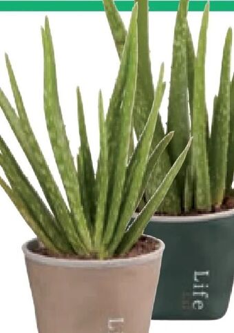 Lidl Aloe vera lifestyle Angebot