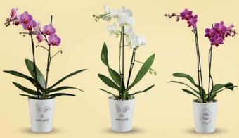 Lidl Orchidee happy easter Angebot