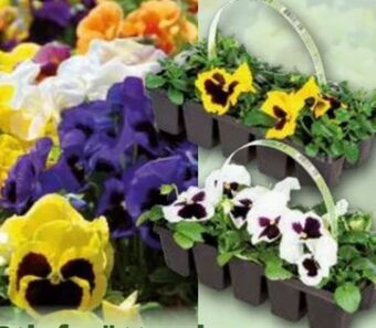 Norma Stiefmütterchen Angebot