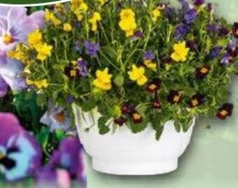 Norma Stiefmütterchen Angebot