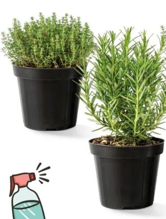 Interspar Italienische kräuter Angebot