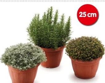 Interspar Italienische kräuter Angebot