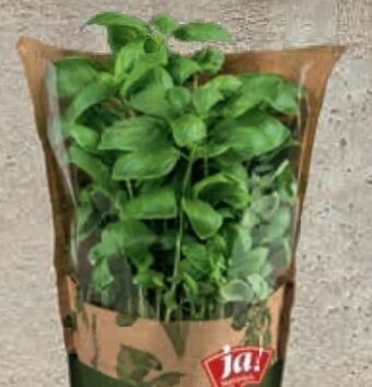 Billa Bio kräuter Angebot