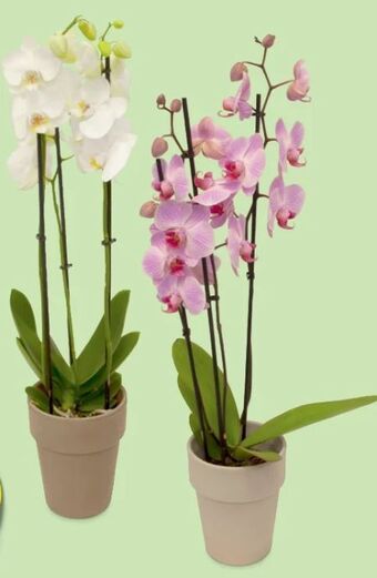 Hofer Orchidee 3-trieber Angebot