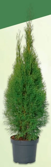 Metro Thuje smaragd Angebot