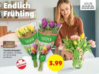 PENNY Tulpen Im Bund 35 cm Angebot