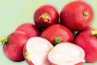 PENNY Snack radieschen Angebot
