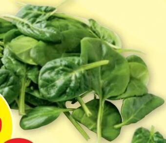 PENNY Spinat Angebot