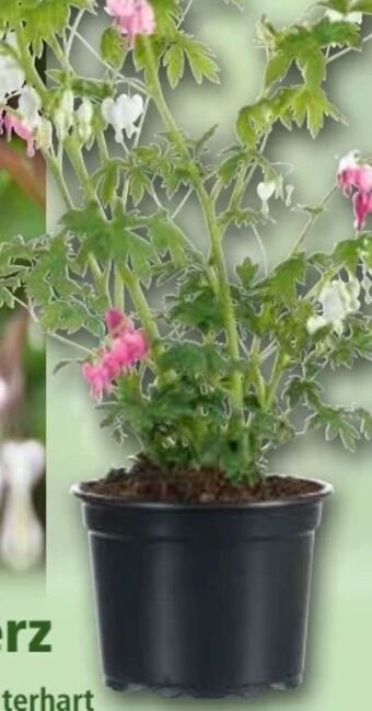 Norma Tränendes herz Angebot