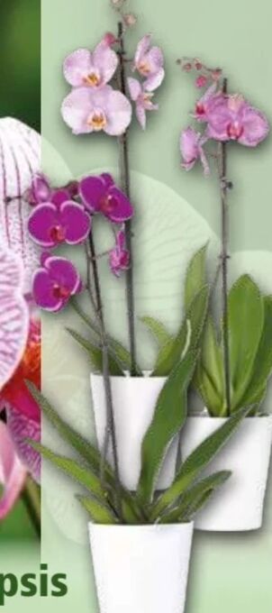 Norma Orchidee phalaenopsis Angebot
