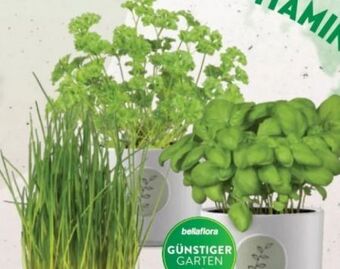 Bellaflora Kräuter Angebot