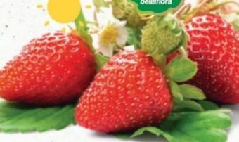 Bellaflora Erdbeeren Angebot