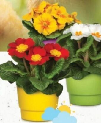 Bellaflora Primeln Angebot