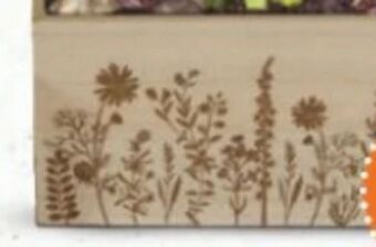 Bellaflora Pflanzkasten Angebot