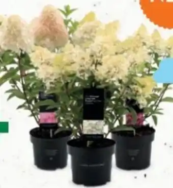 Bellaflora Rispenhortensie Angebot