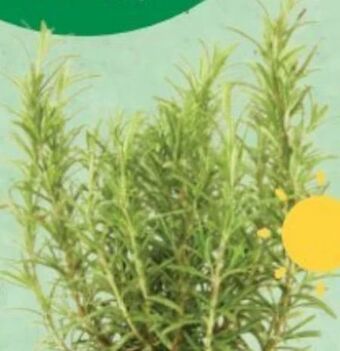 Bellaflora Rosmarin Angebot