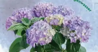 Bellaflora Hortensien Angebot