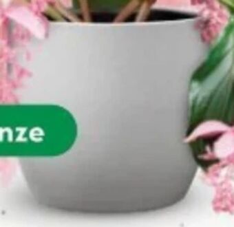 Bellaflora Topf basel stone Angebot