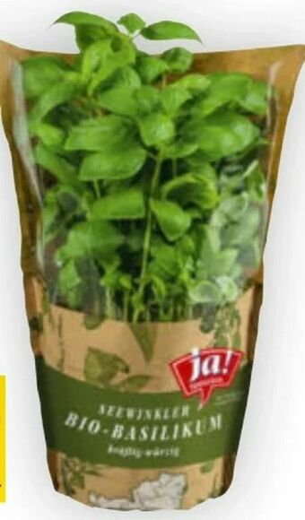 Billa Bio Kräuter Angebot