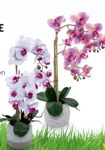 Hofer Naturgetreue orchidee Angebot