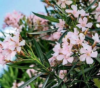 Hofer Oleander Angebot