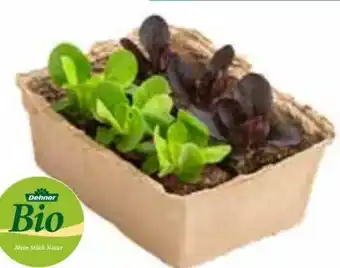 Dehner Bio kopfsalat salanova Angebot