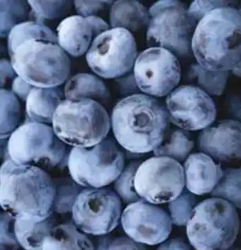 Dehner Heidelbeeren Angebot