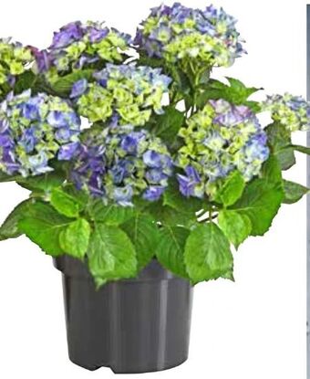 Dehner Hortensie Angebot